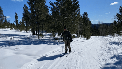 A person skiing on a snowy trail surrounded by pine trees under a clear blue sky.