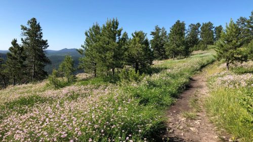 A scenic trail through a vibrant meadow filled with wildflowers and surrounded by tall pine trees under a clear blue sky.