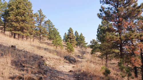 A rocky trail winds through a hillside with scattered pine trees under a clear blue sky.