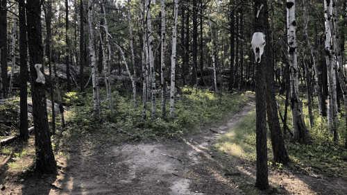 A forest path surrounded by tall trees, with animal skulls hanging on branches, creating an eerie atmosphere.