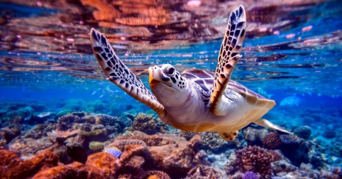 Sea turtle swims under water on the background of coral reefs.