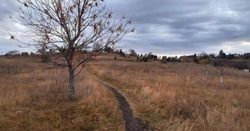 A bare tree sits next to the Sleepy Hollow Trail in North Dakota. Gray skies overhead.