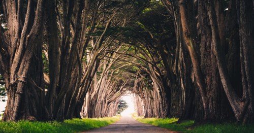 Cypress tree tunnel at Point Reyes, California, USA