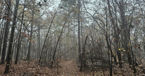 A bike trail in Mississippi cuts through the trees with a blanket of fog.