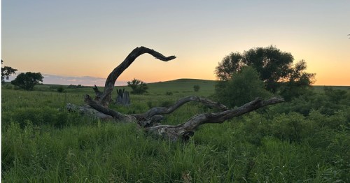 Dead tree branch on the Crusher Hill Loop Trail in the Kansas prairie at sunset.