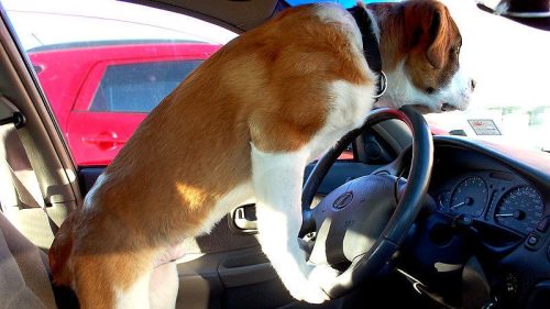 A dog standing on the driver's seat, looking out the windshield of a parked car.