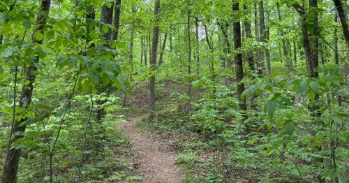 A wooded path called the Devil's Backbone Trail in Middle Tennessee.