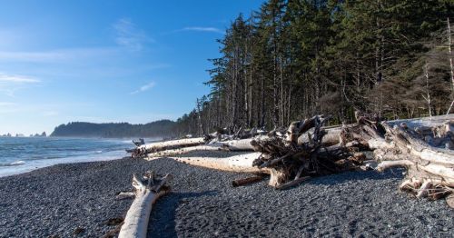 Kalaloch Beach in Washington is seen on a sunny day with driftwood to the right and the ocean to the left.