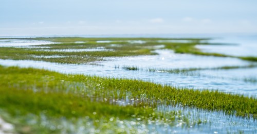 Marshy landscape at Chincoteague Island in Virginia
