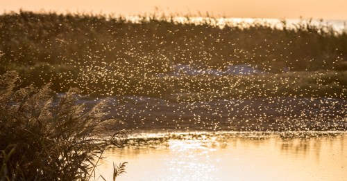 A lot of mosquitoes near the reeds on the pond in the background light of the setting sun.