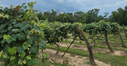 Vineyards at the Press House Winery in Nauvoo, Illinois