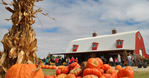 Large pumpkins and towering corn stalks decorate the grounds outside a red barn as visitors gather for Floydada Punkin Days, enjoying the festive pumpkin patch atmosphere.