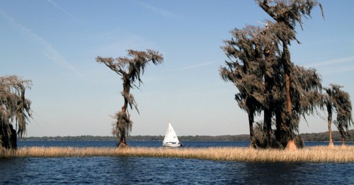 A white sail boat perched between two cypress trees at Lake Santa Fe in Florida.