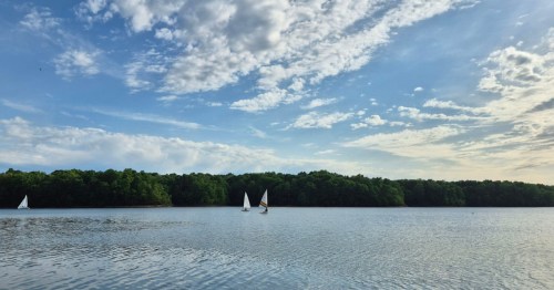White sailboats drifting on Fellows Lake in Missouri against a backdrop of dense green forest.