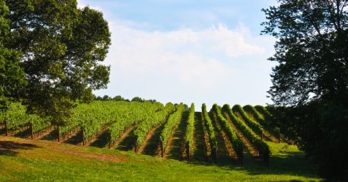 A rolling vineyard in Dobson, North Carolina