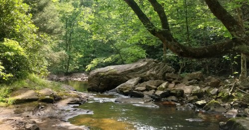 A lovely stream winds through the green forest in West Virginia.