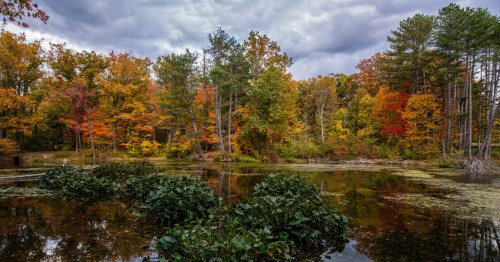 Few People Know About This Old-Growth Forest In Ohio