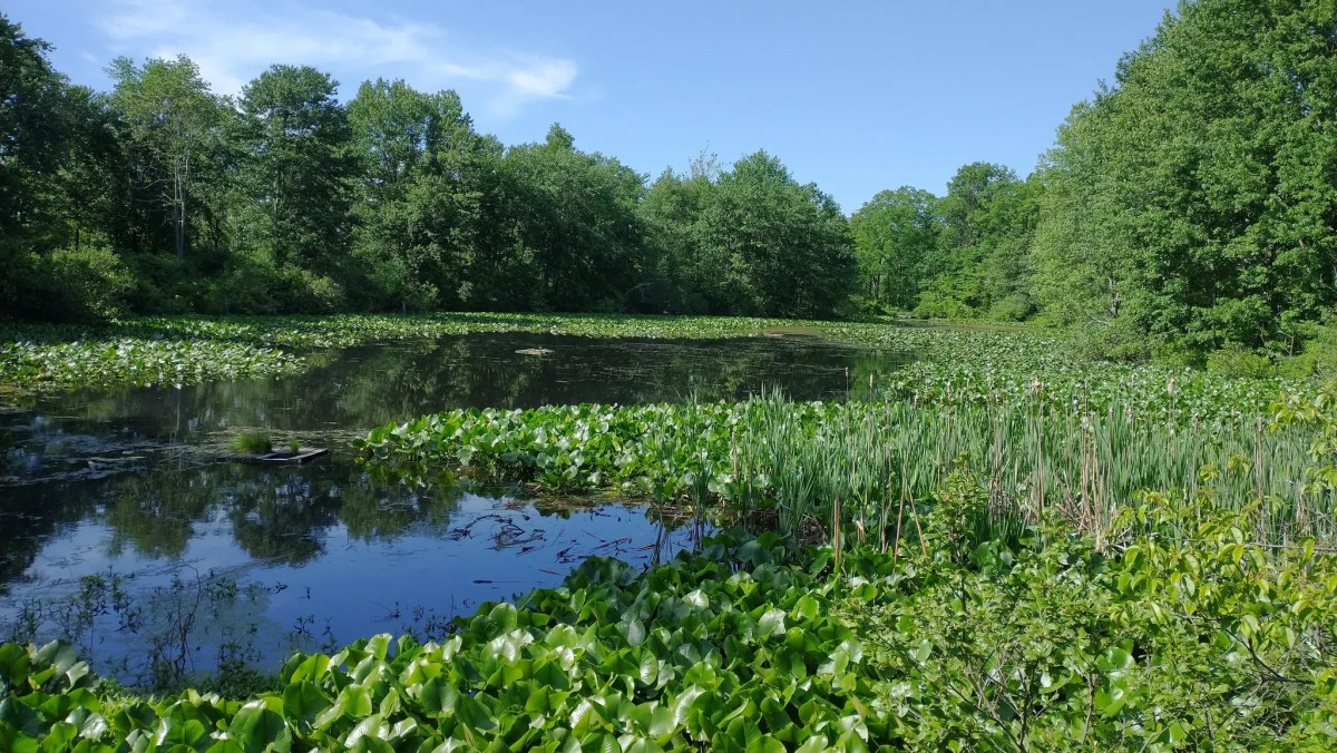 A New Jersey Hike With Everglades-Level Scenery and No Crowds
