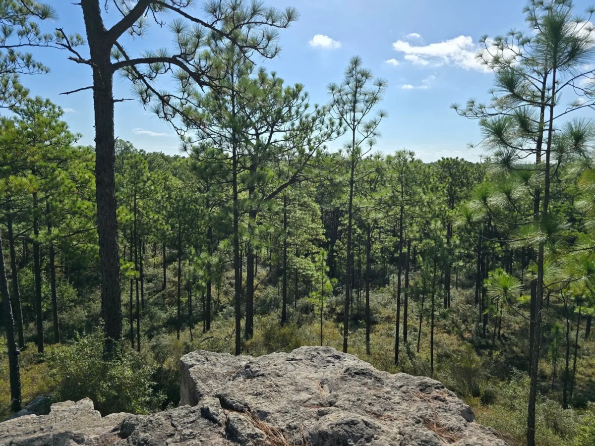A Louisiana Hike With Shenandoah-Level Scenery and No Reservations Needed